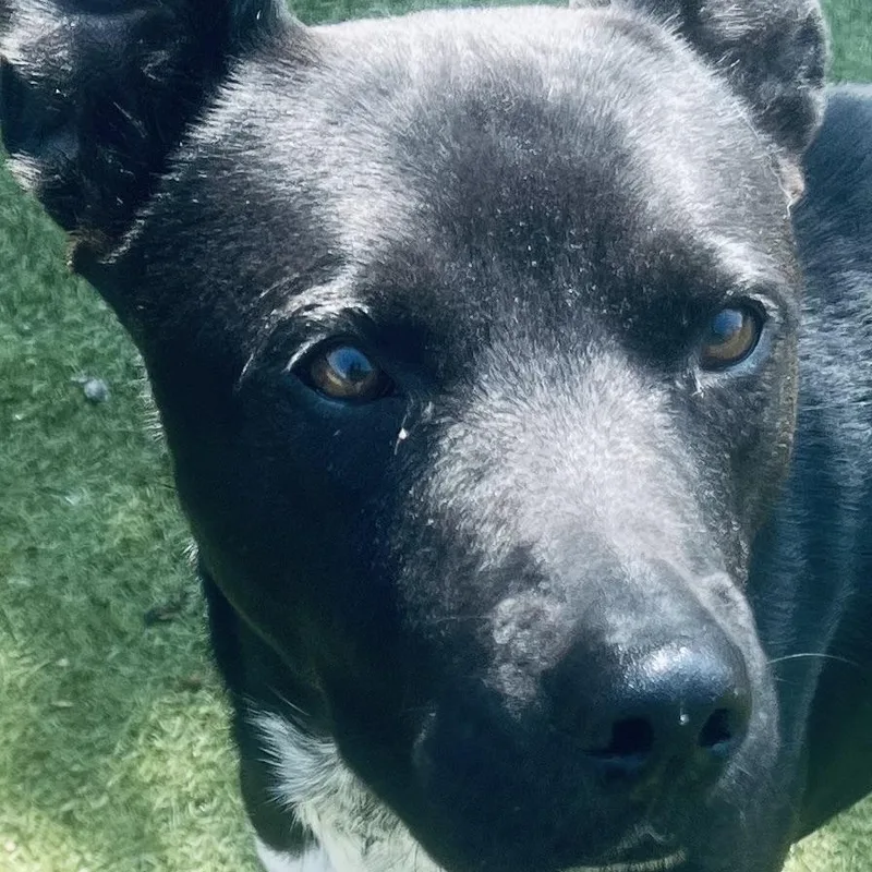 Jojo! The Gentleman You thumbnail 5