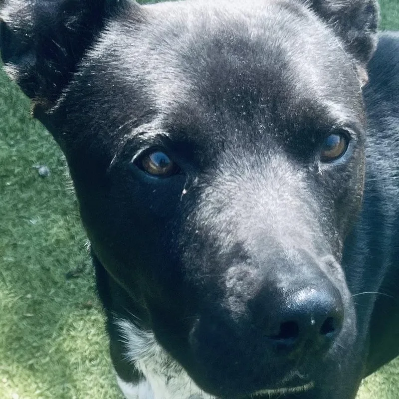 Jojo! The Gentleman You thumbnail 6