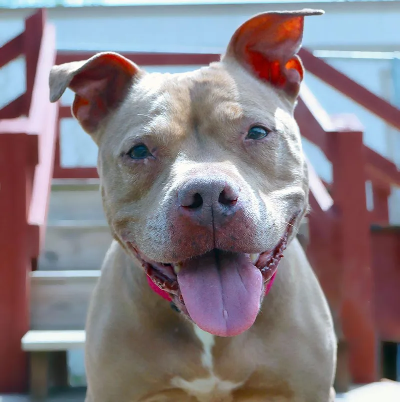 A senior medium-sized female Brown / Chocolate Pit Bull Terrier dog named Fergi for adoption in Kansas City, KS
