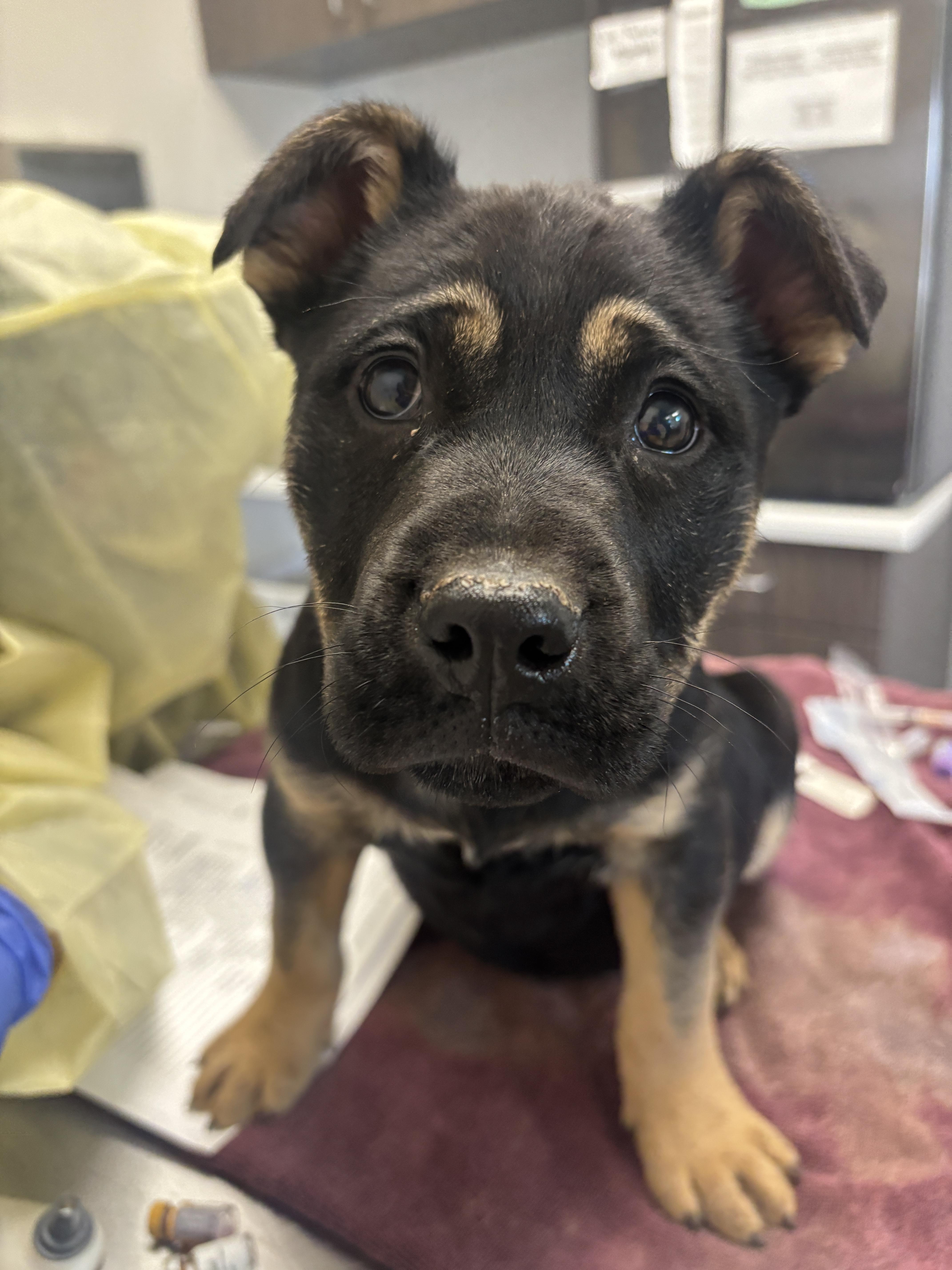 Chestnut thumbnail 2