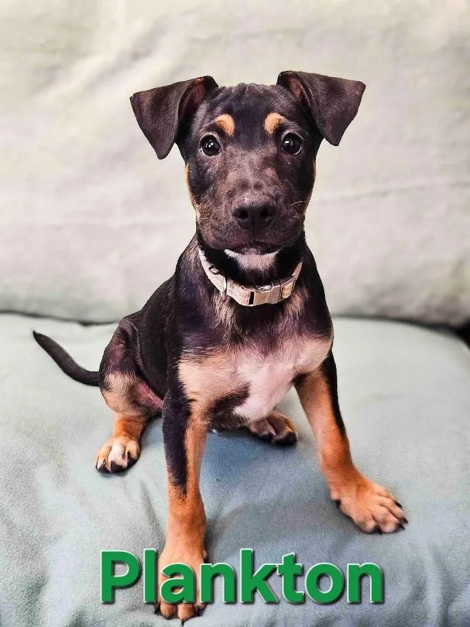 A baby large-sized male Shepherd dog named Plankton for adoption in Maryville, TN