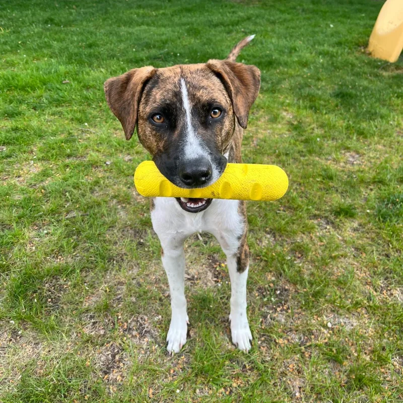 A young medium-sized male Brindle Pit Bull Terrier dog named Phoenix for adoption in Fort Worth, TX