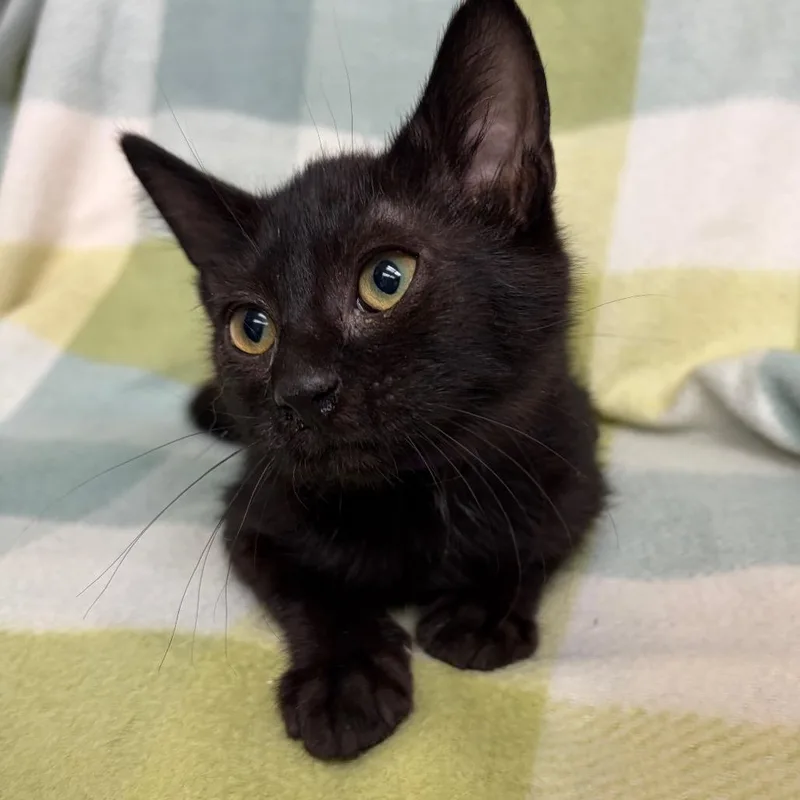 A baby small-sized female Black Domestic Short Hair cat named Panini for adoption in West Point, MS