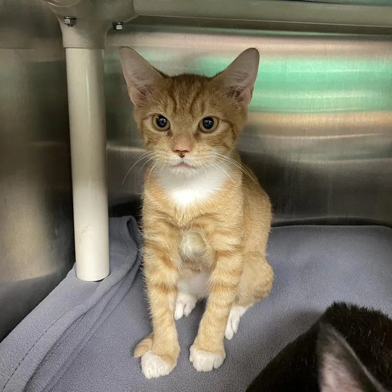 A young medium-sized male Orange / Red Domestic Short Hair cat named Egg for adoption in Philadelphia, PA