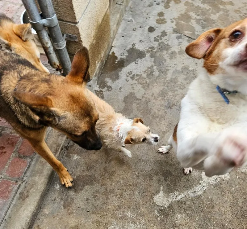 Terri Terrier! thumbnail 2