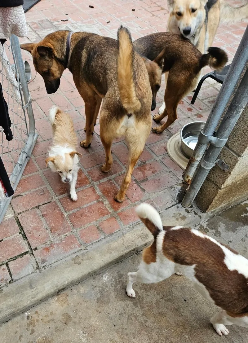 Terri Terrier! thumbnail 3