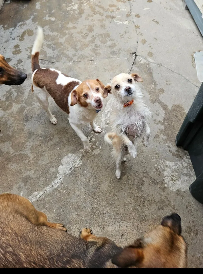 Terri Terrier! thumbnail 4