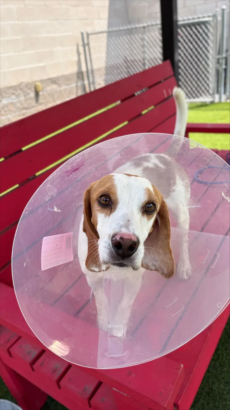 An adult medium-sized male Beagle dog named Lox for adoption in Allen, TX