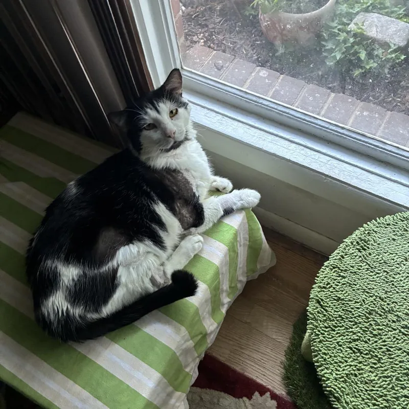 A senior large-sized male Black Domestic Short Hair cat named Ned for adoption in Silver Spring, MD