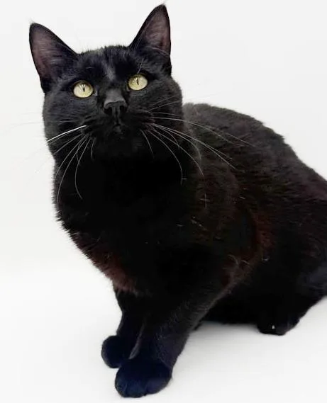 A young small-sized male Black Bombay cat named Amethyst Our Love! for adoption in Bedford Hills, NY