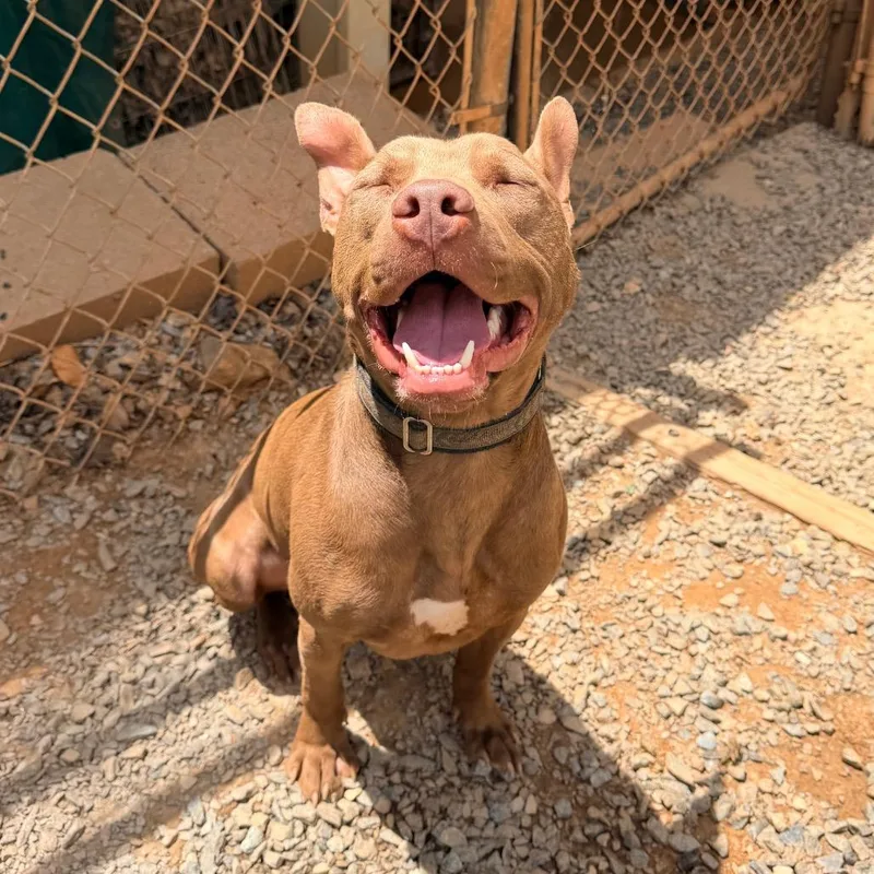A young medium-sized male Brown / Chocolate Mixed Breed dog named Zaxby for adoption in Rocky Mount, VA
