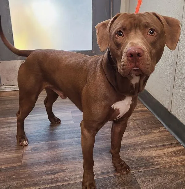 An adult large-sized male Pit Bull Terrier dog named Draco for adoption in San Diego, CA