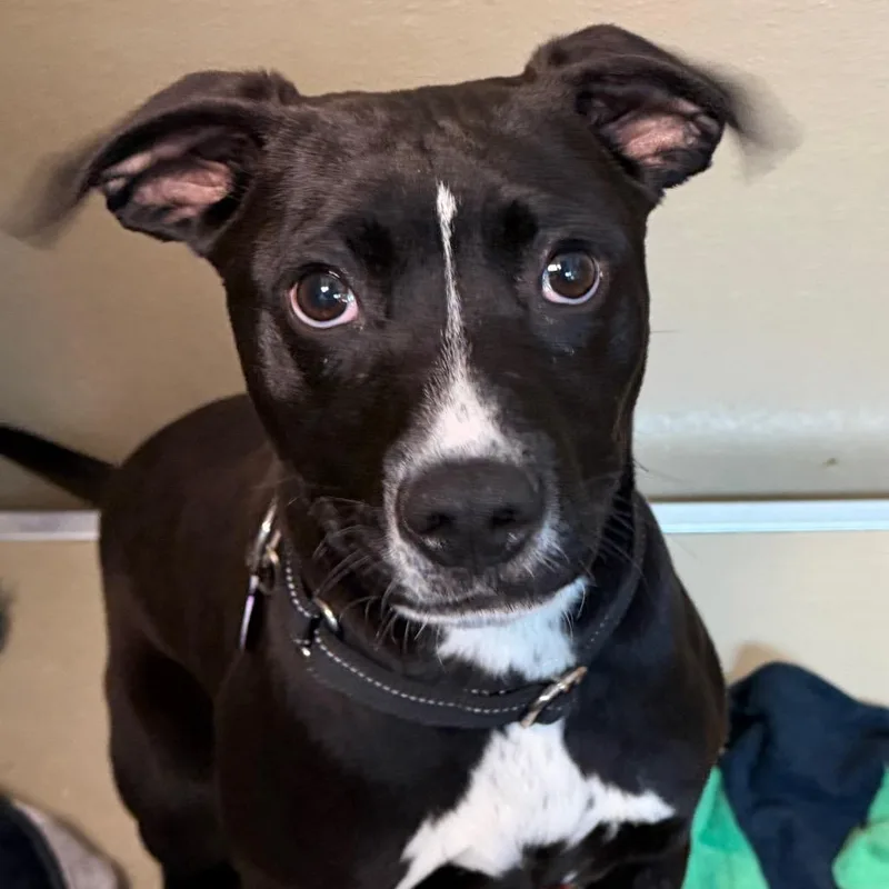 A baby medium-sized female Black Pit Bull Terrier dog named Delilah for adoption in Durango, CO