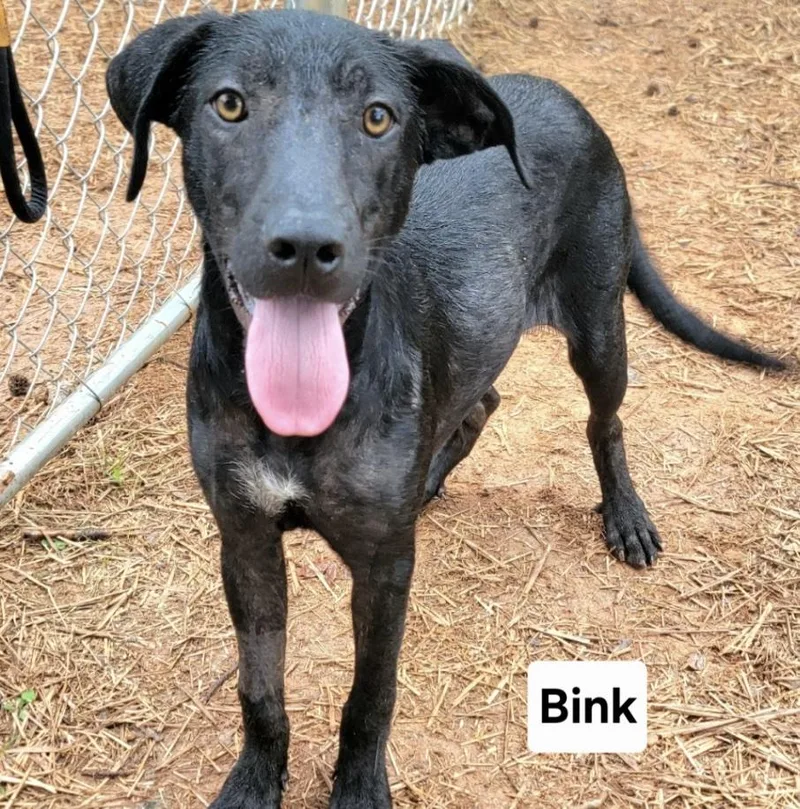 Blink