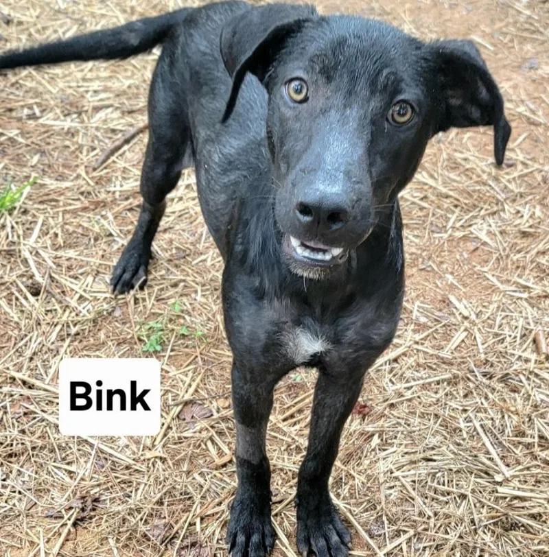 Blink thumbnail 2