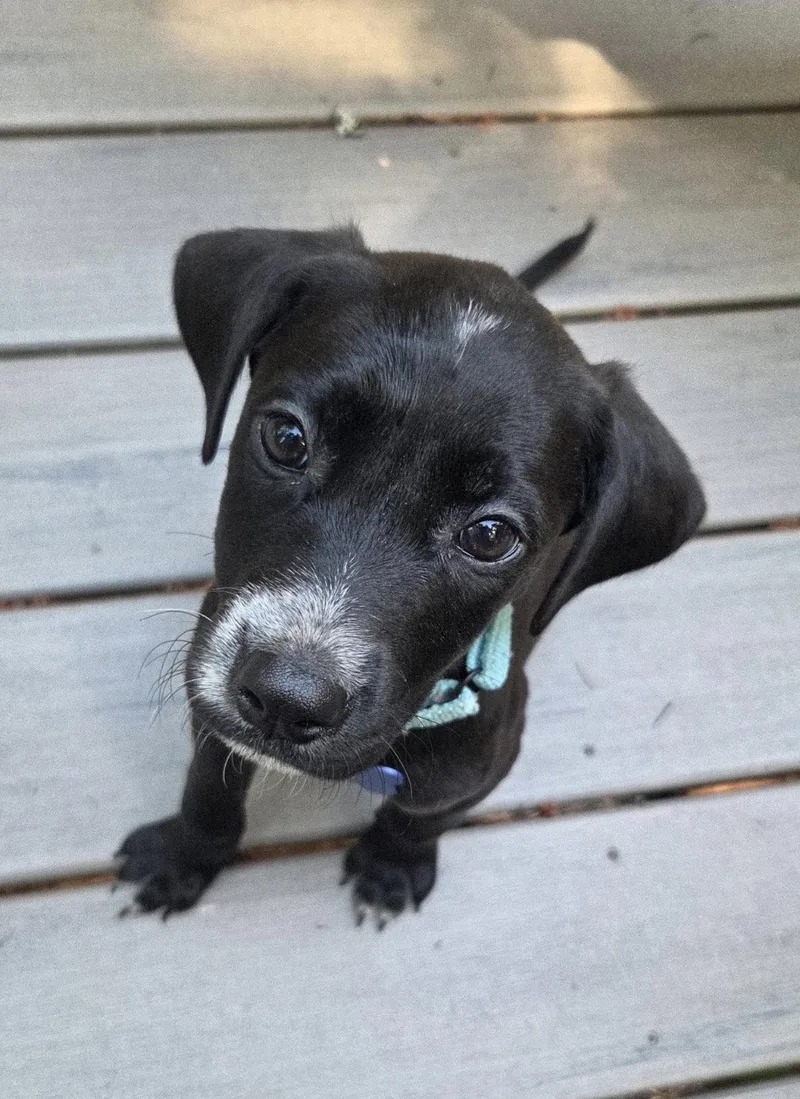 A baby medium-sized male Pointer dog named Milo for adoption in Bothell, WA