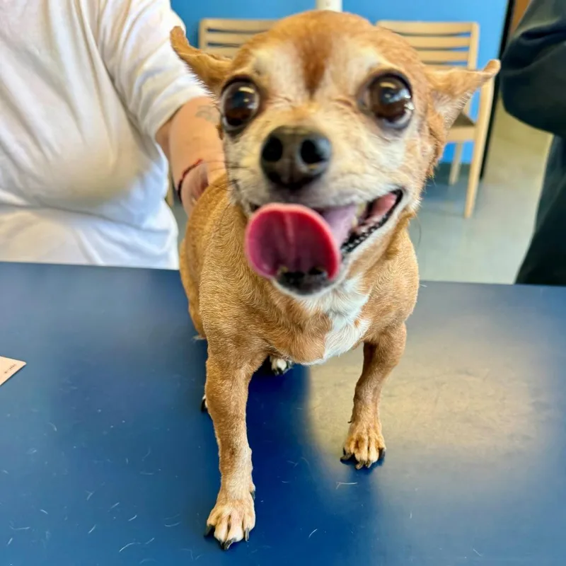 A senior small-sized female Yellow / Tan / Blond / Fawn Chihuahua dog named Honey for adoption in Hawthorne, CA
