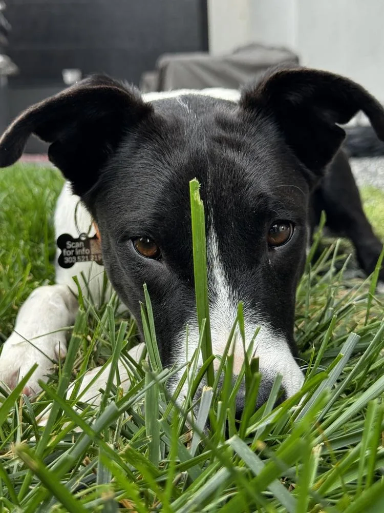 A baby medium-sized male Border Collie dog named Cosmo for adoption in Thornton, CO