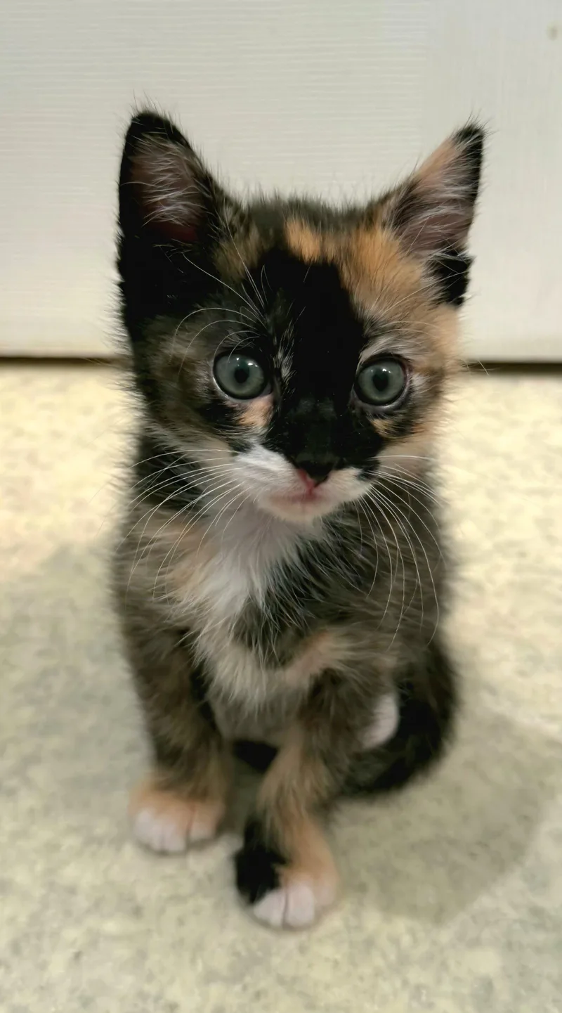 A baby medium-sized female Calico cat named Ruby for adoption in Campbell, CA