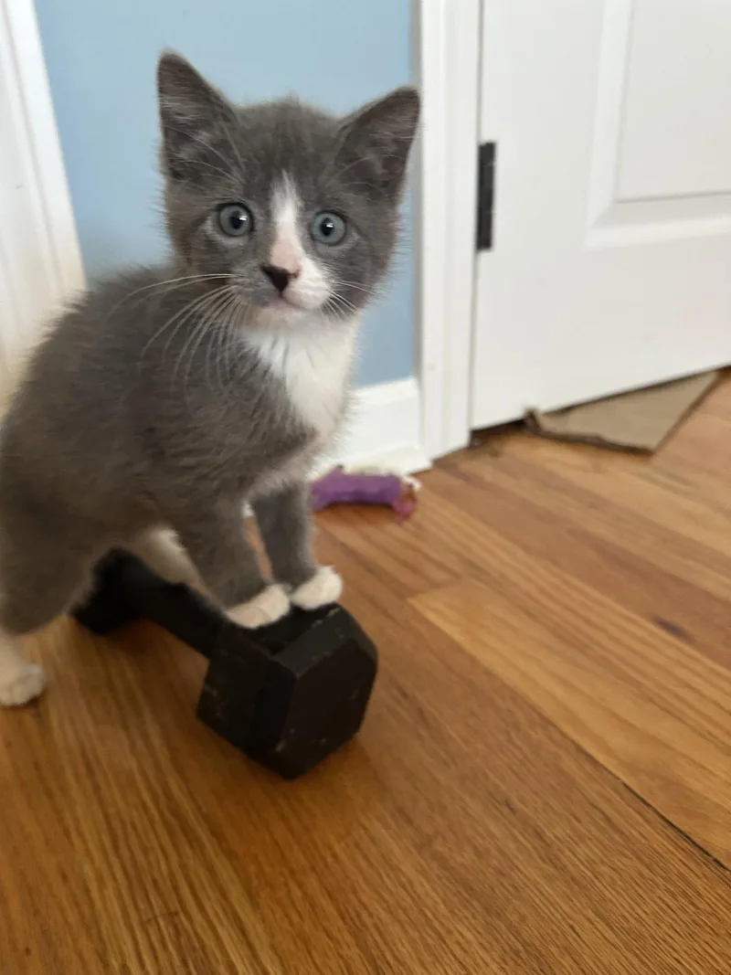 A baby medium-sized male Gray & White Domestic Short Hair cat named Brownie for adoption in Naugatuck, CT