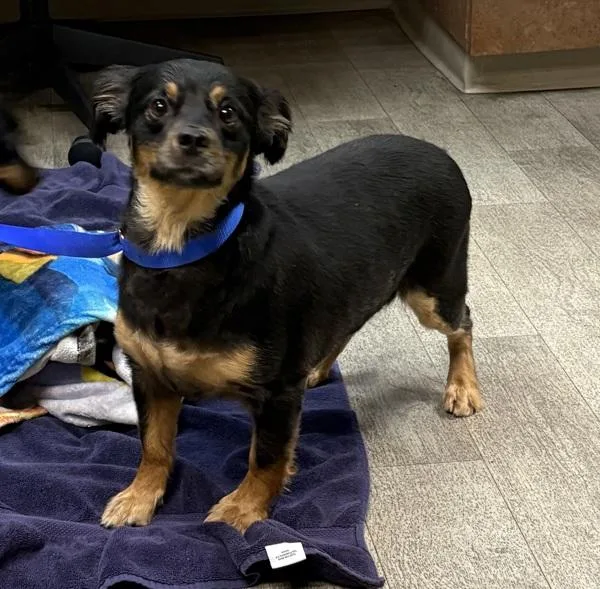 An adult medium-sized male Spaniel dog named Paolo for adoption in San Diego, CA