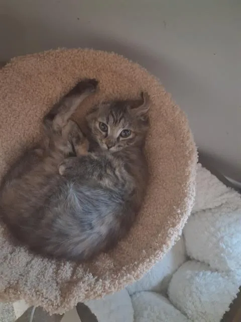 A baby small-sized female Domestic Long Hair cat named Miracle for adoption in Haw River, NC