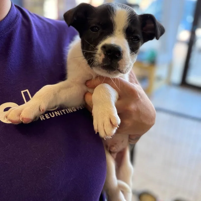 A baby small-sized male Mixed Breed dog named Maple for adoption in Webster, TX