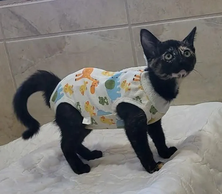 A baby small-sized female Tortoiseshell Domestic Short Hair cat named Soldier for adoption in Canon City, CO