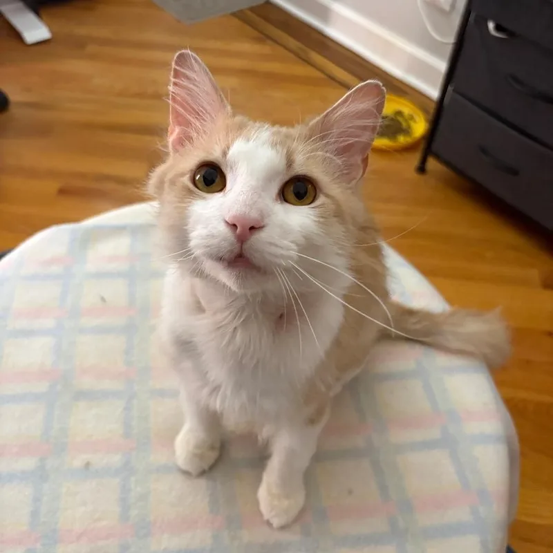 An adult medium-sized male Buff & White Domestic Medium Hair cat named Biscuit for adoption in Chicago, IL