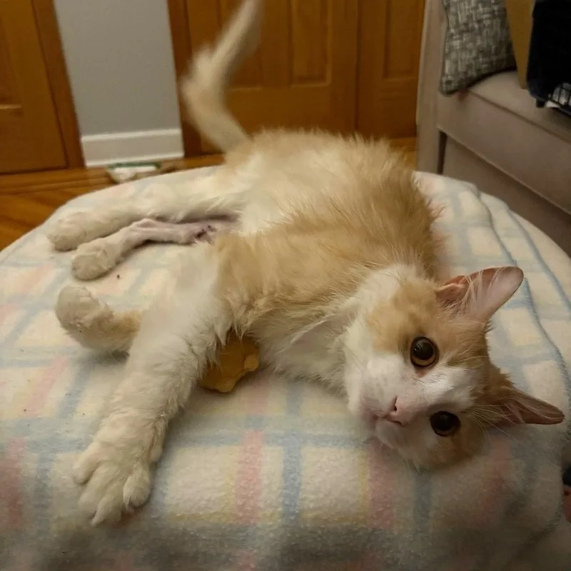 Biscuit thumbnail 2