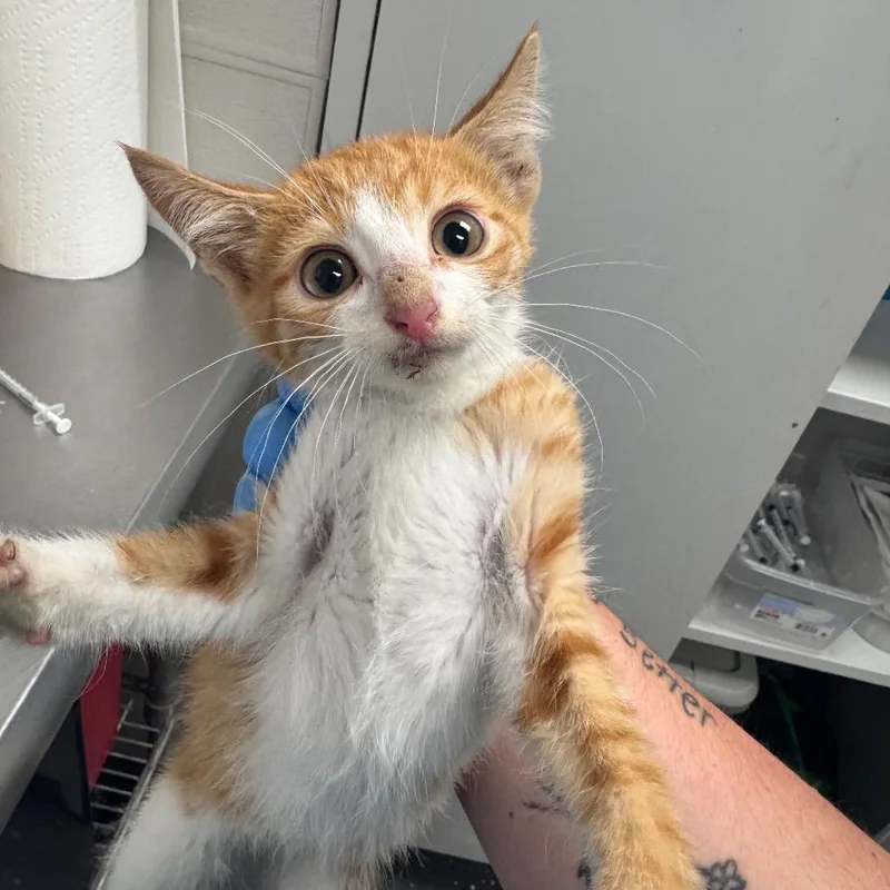 A baby small-sized female Orange / Red Domestic Short Hair cat named Fractious Bumble for adoption in Columbiana, AL
