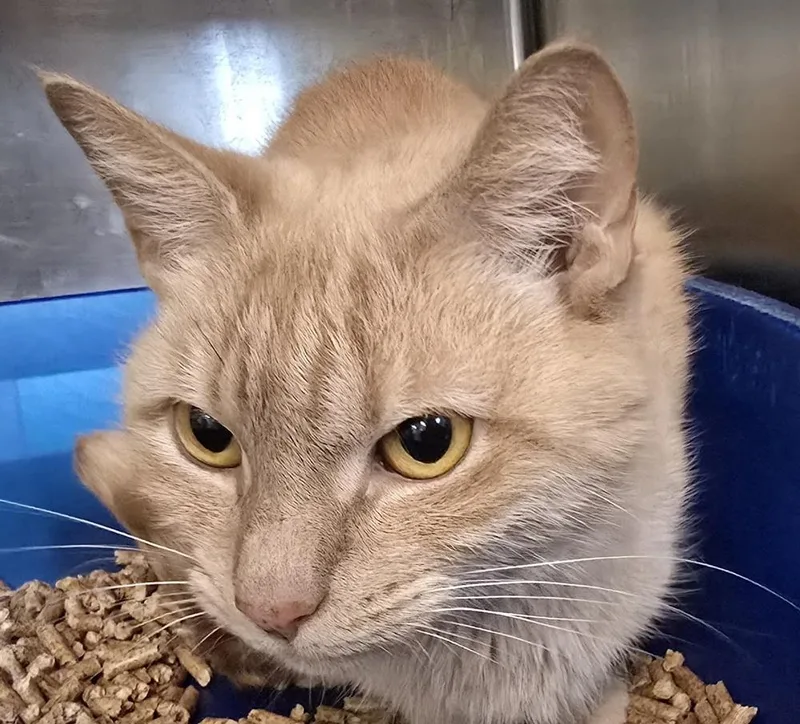 An adult small-sized female Tabby (Orange / Red) Domestic Short Hair cat named Nala for adoption in Southbury, CT