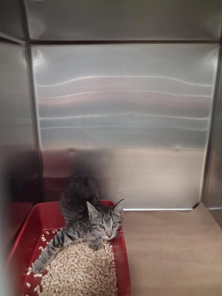 A baby medium-sized male Domestic Short Hair cat named King for adoption in Cartersville , GA