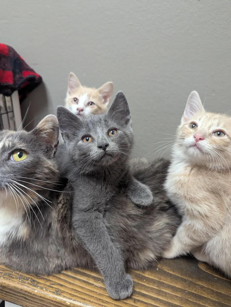A baby medium-sized male Domestic Short Hair cat named Chonk for adoption in Oconto, WI