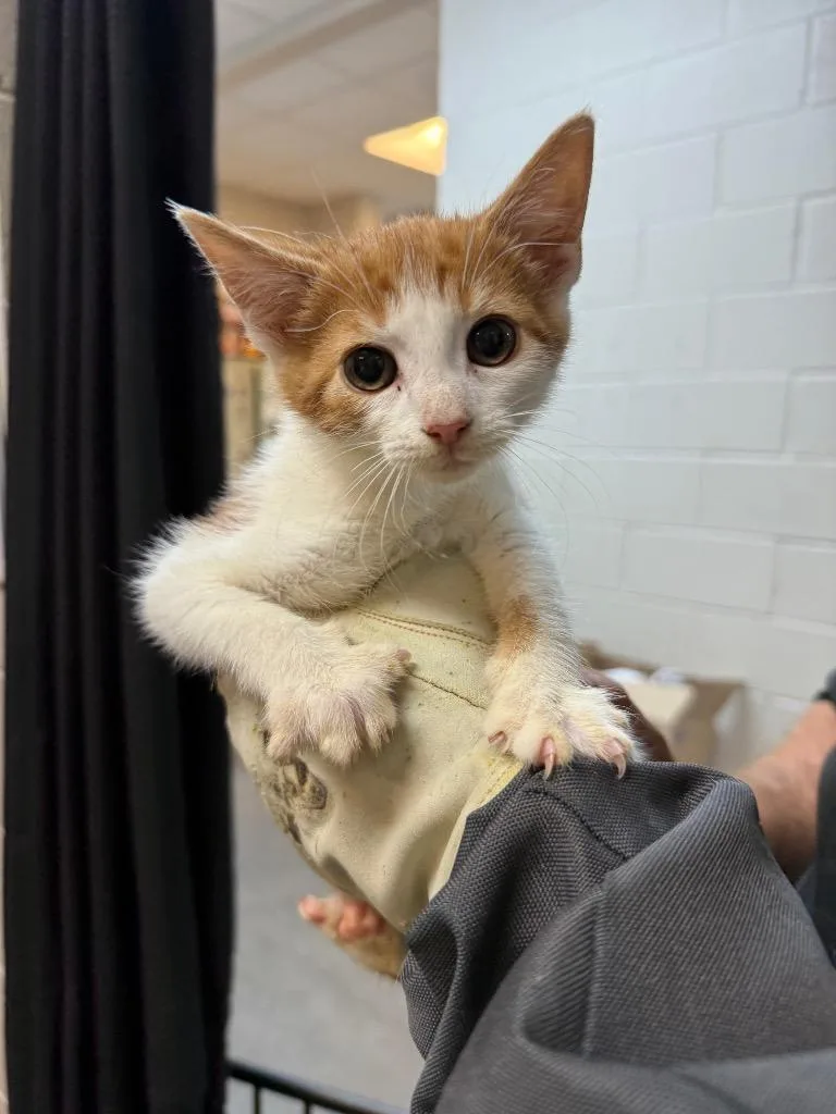 A young small-sized male Domestic Short Hair cat named Mommys Baby for adoption in Rome, GA