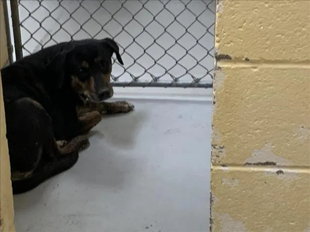 An adult large-sized female Pit Bull Terrier dog named Bizzie for adoption in Tulsa, OK