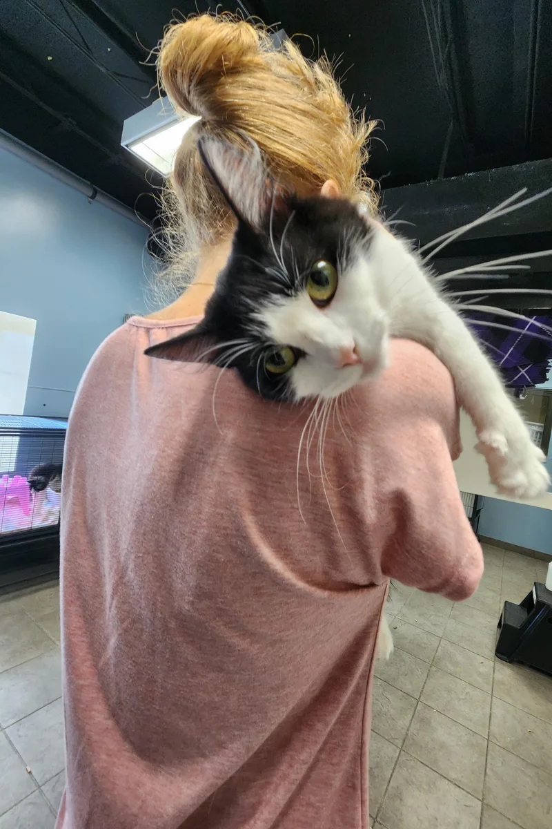 A young medium-sized female Black Domestic Medium Hair cat named Minnie for adoption in Sewaren, NJ