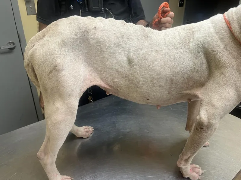 A young medium-sized female Mixed Breed dog named Casserole ⚡ for adoption in Florence, SC