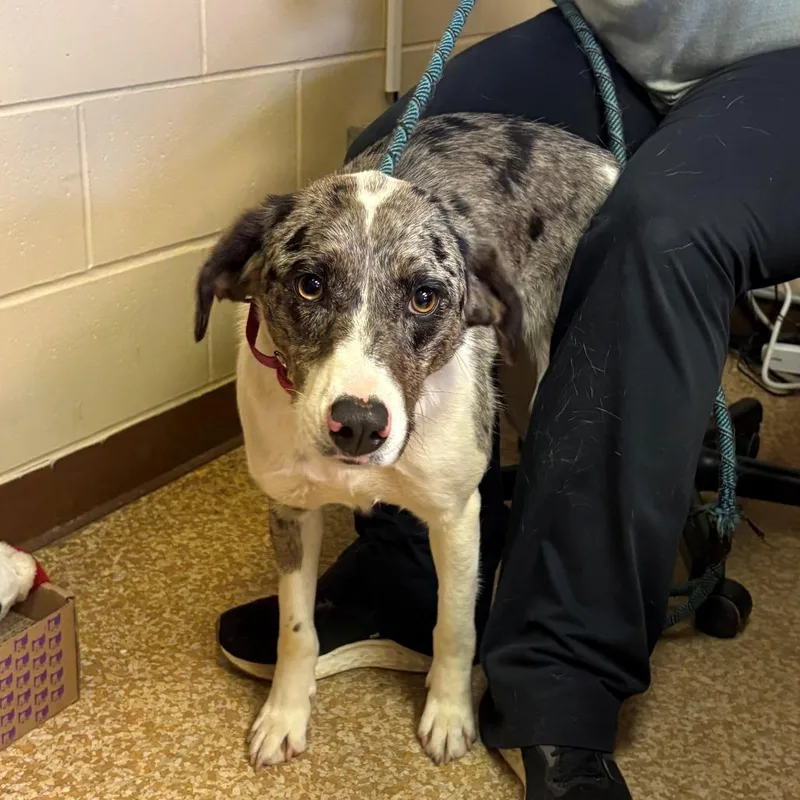 A young medium-sized female Brown / Chocolate Border Collie dog named Spur for adoption in Chehalis, WA