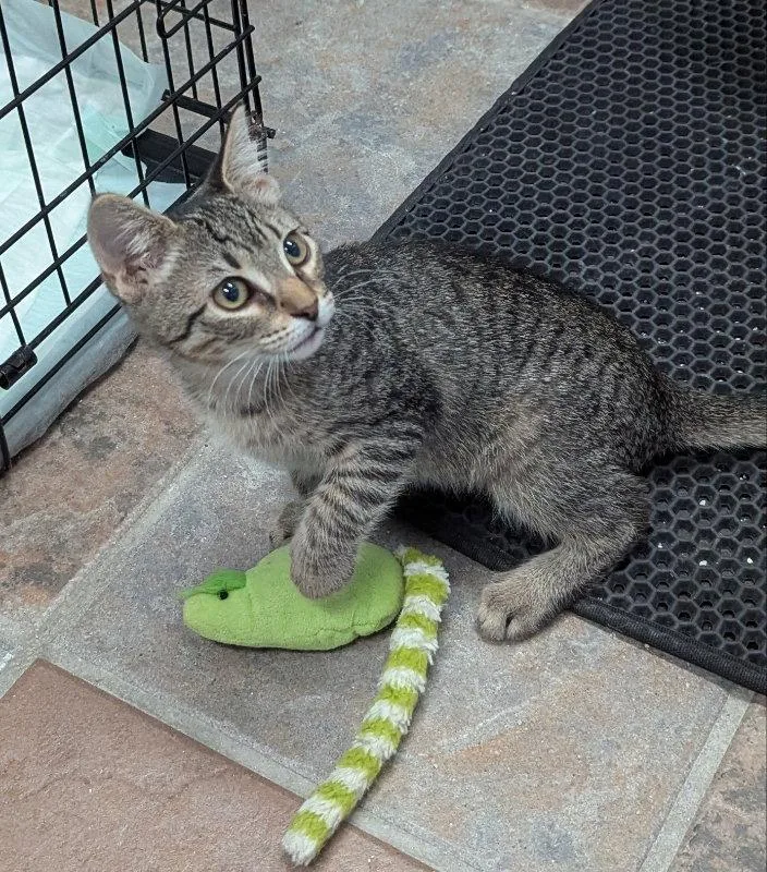 A young medium-sized female Tabby cat named Mercy for adoption in Ocala, FL
