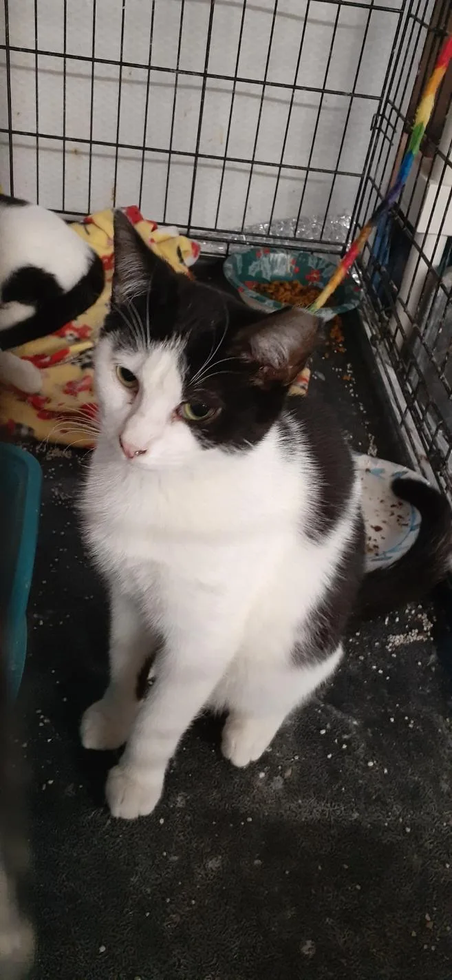 An adult medium-sized male Black Domestic Short Hair cat named Pigeon for adoption in Richmond, VA