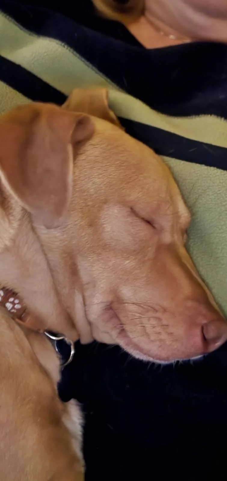 Lil Jack thumbnail 3