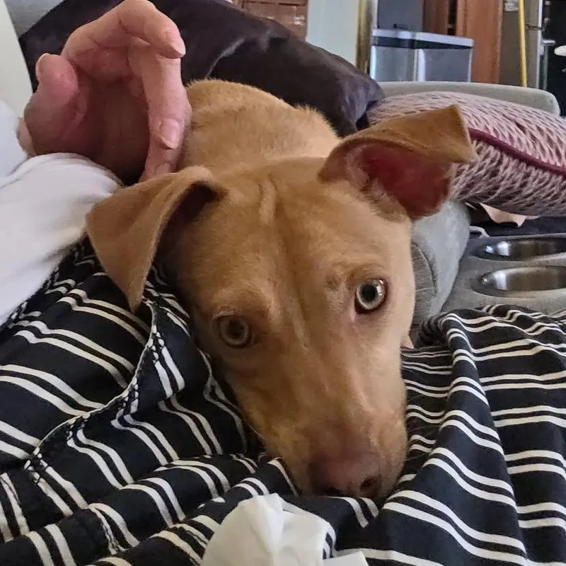 Lil Jack thumbnail 4