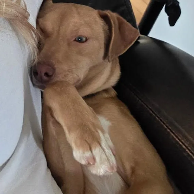 A young small-sized male Yellow / Tan / Blond / Fawn Terrier dog named Lil Jack for adoption in Blue Bell, PA