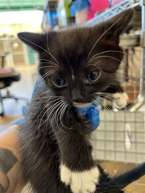 A baby small-sized male Domestic Short Hair cat named Sirius for adoption in Chula Vista, CA
