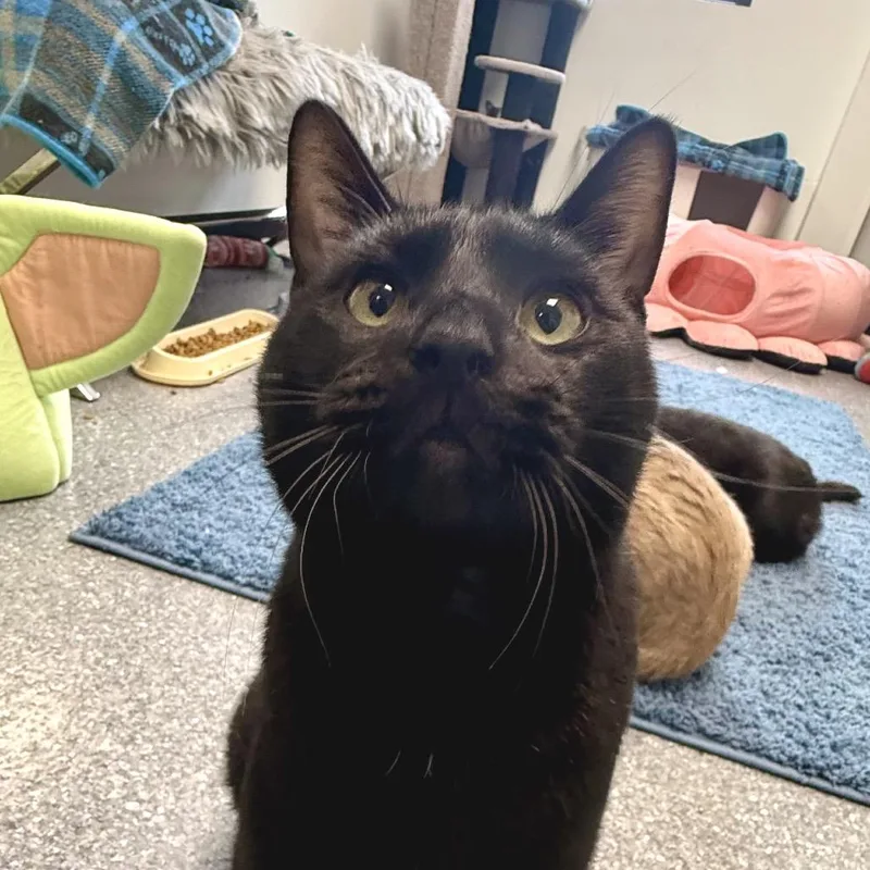 A young small-sized male Black Domestic Short Hair cat named Sebastian for adoption in Zimmerman, MN