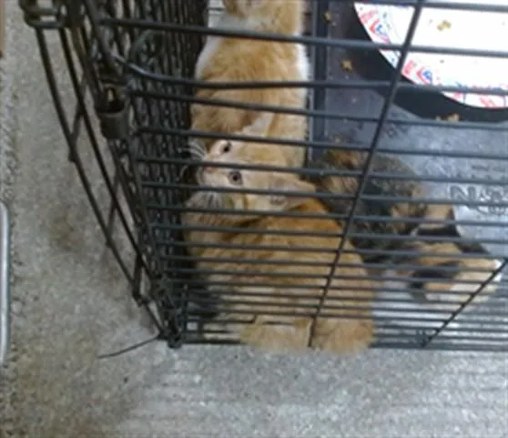 A baby small-sized female Domestic Short Hair cat named Rey for adoption in Louisville, KY
