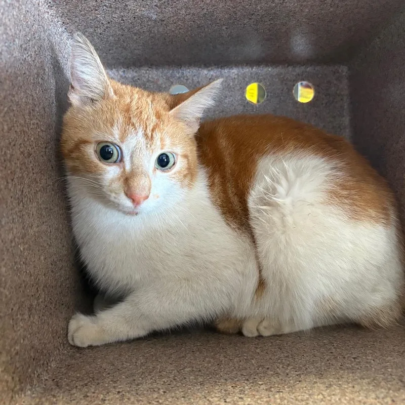 An adult medium-sized female White Domestic Short Hair cat named Shannon for adoption in Birmingham, AL