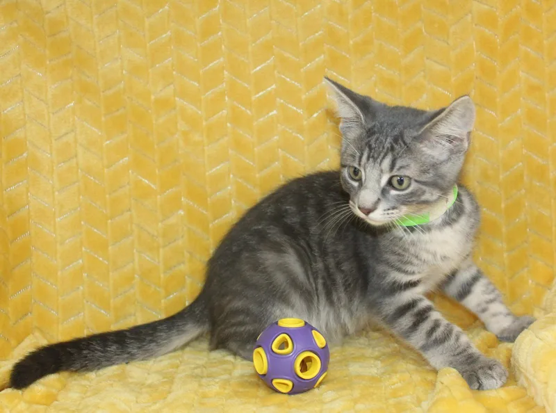 A baby medium-sized male Gray / Blue / Silver Domestic Short Hair cat named Kritter for adoption in Prattville, AL