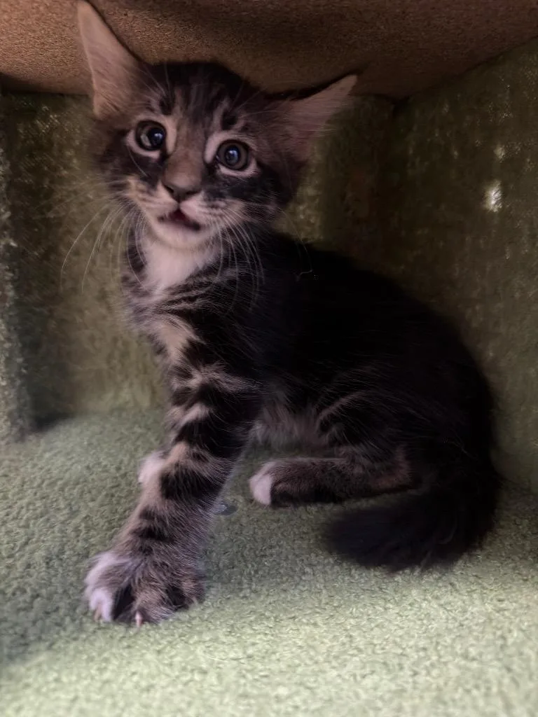A baby small-sized male Domestic Medium Hair cat named Charlie for adoption in La Verkin, UT